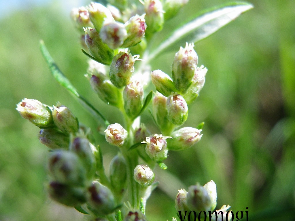 ヨモギに似た毒性植物に注意！ヨモギの摘み方＆見分け方 | Asanga’s Forest